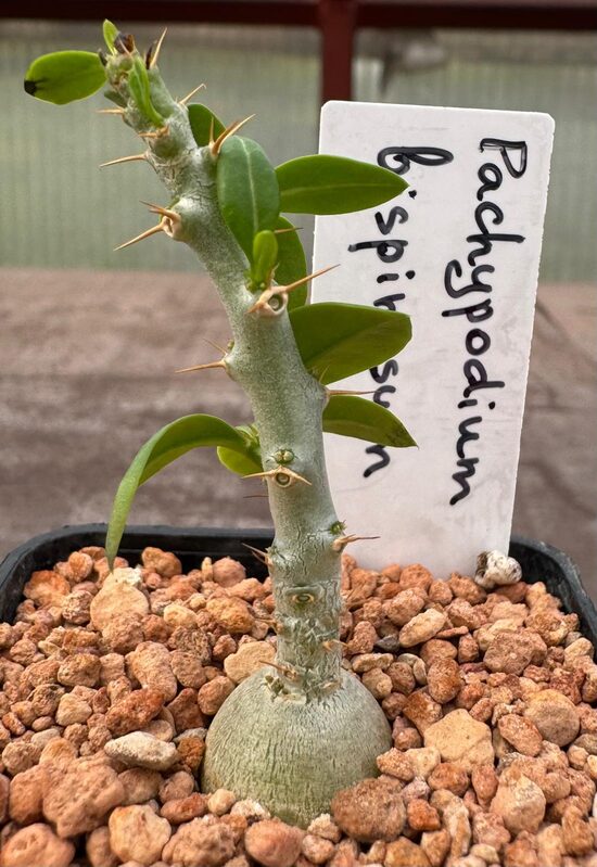 PACHYPODIUM BISPINOSUM STĀDIŅŠ 
